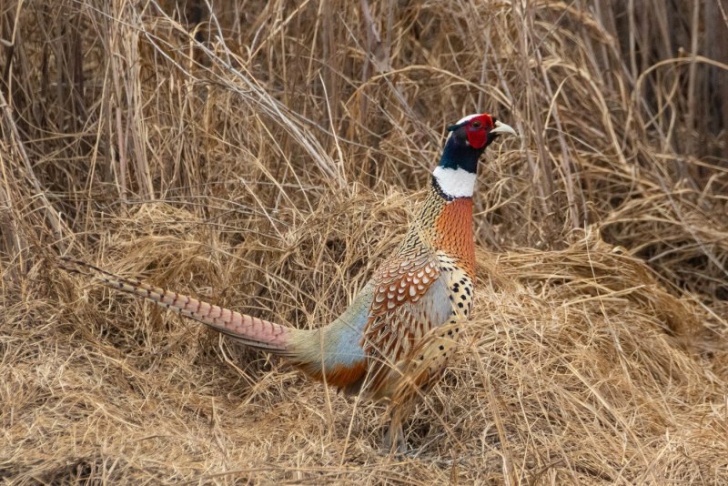 Зелёный фазан / Phasianus versicolor
