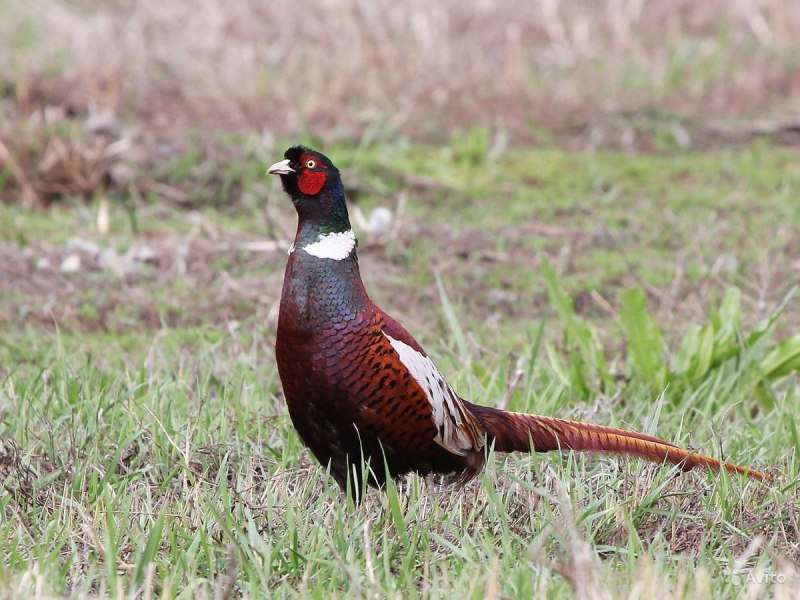 Зелёный фазан / Phasianus versicolor