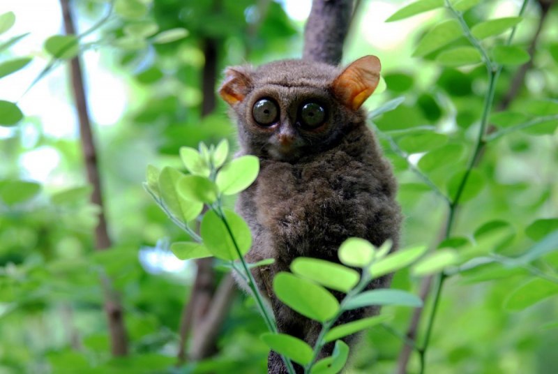 Tarsius pumilus (карликовый долгопят);