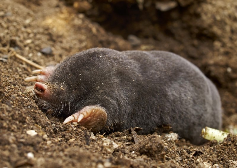 Neurotrichus gibbsii