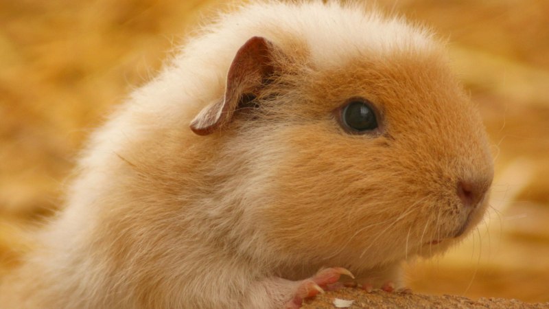 Mesocricetus auratus