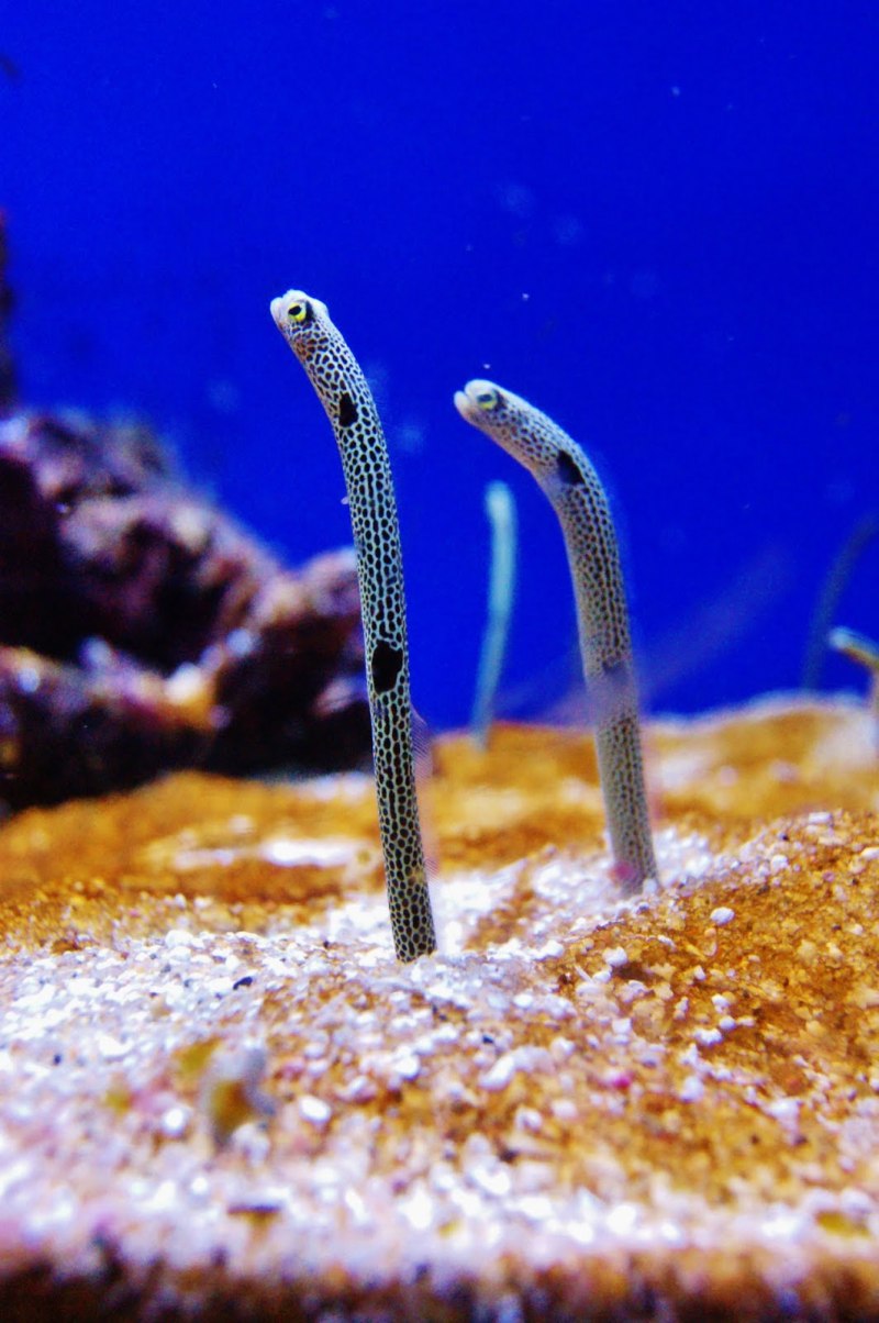 Eel угорь