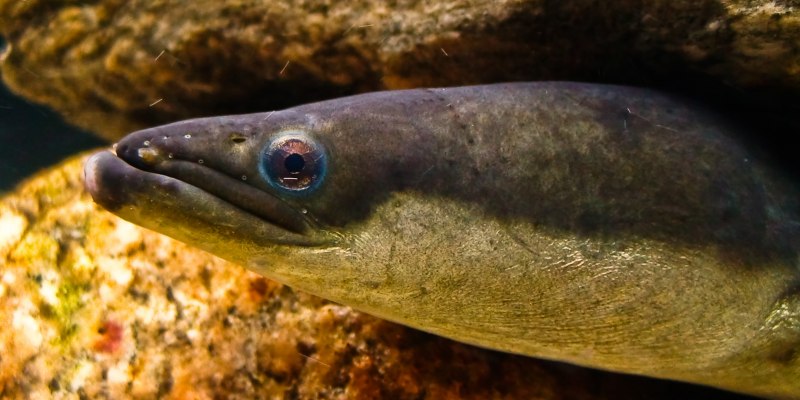 Eel угорь