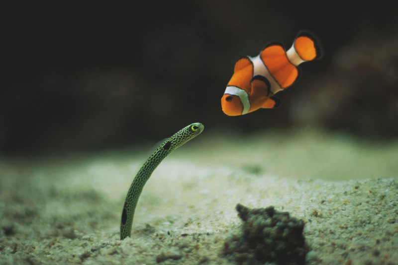 Eels змея