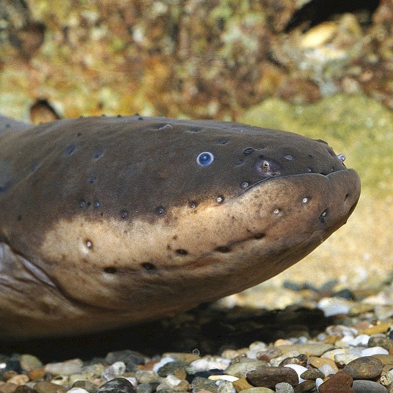 Reproduction of eels