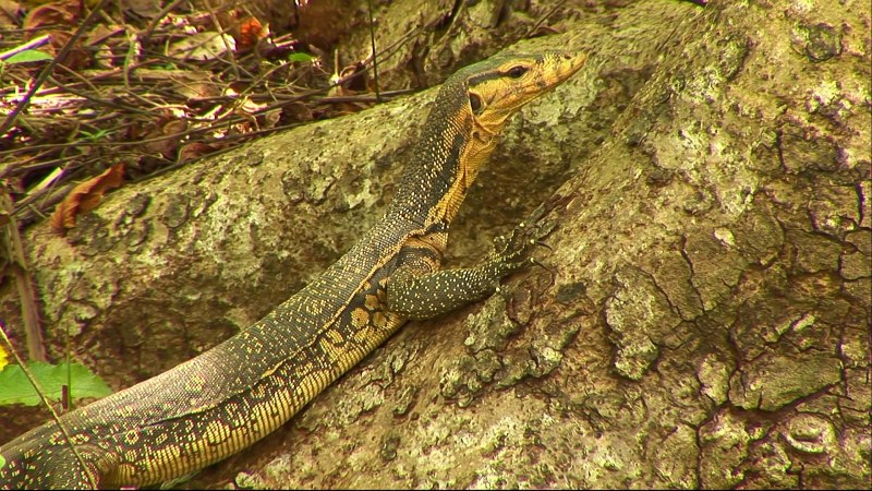 Varanus boehmei