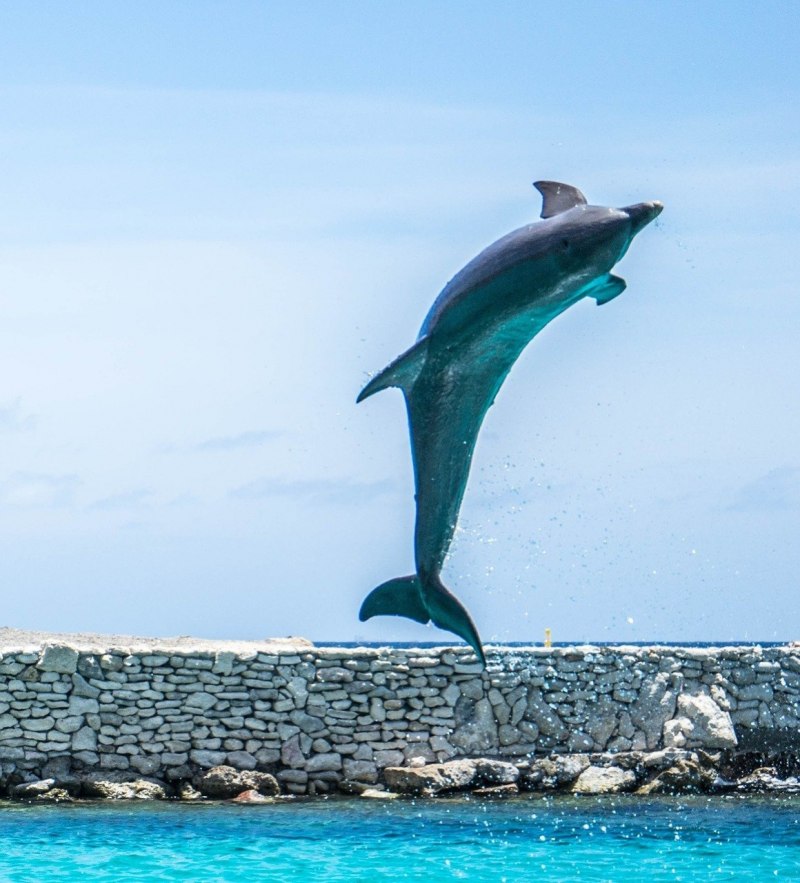 Синий дельфин (66 фото)