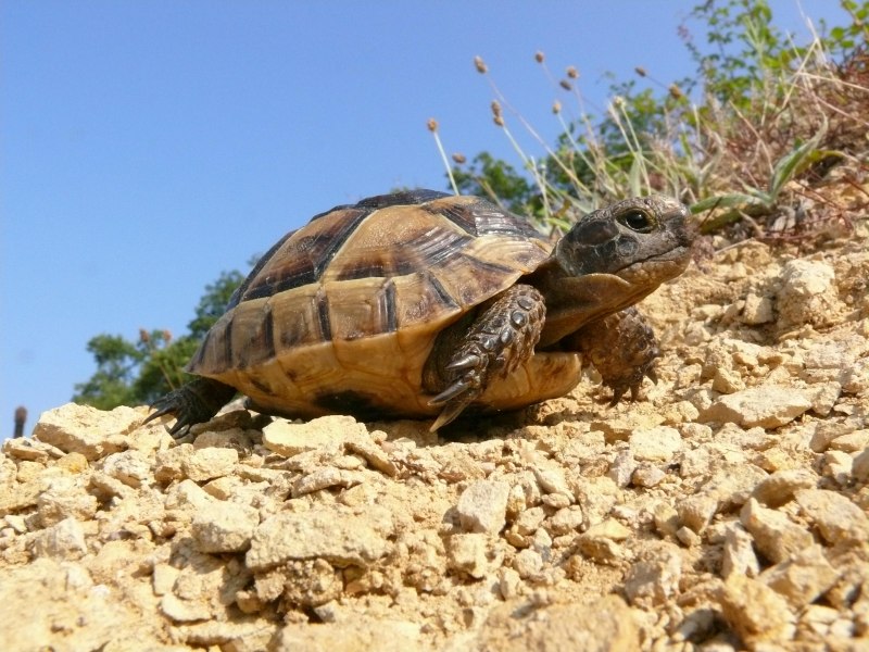 Средиземноморская черепаха Testudo Graeca