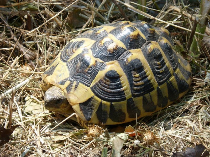 Черепашата Testudo