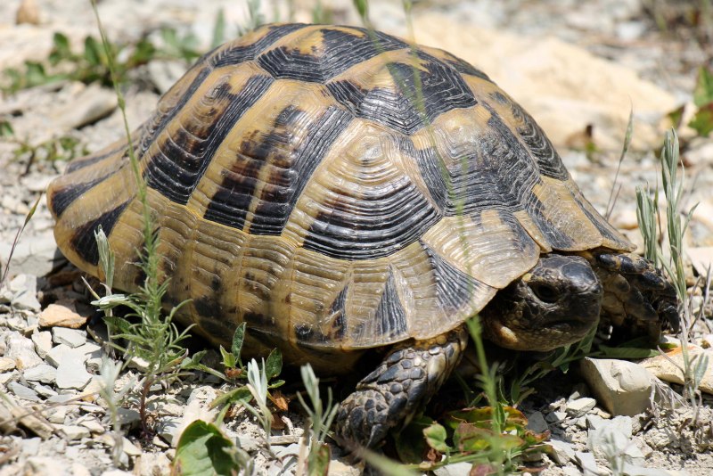 Средиземноморская черепаха Testudo Graeca