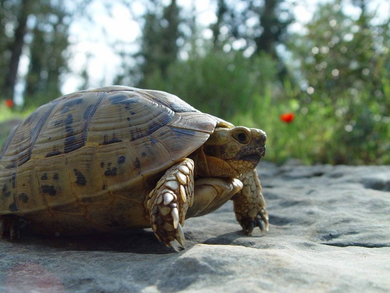 Кавказская черепаха (69 фото)