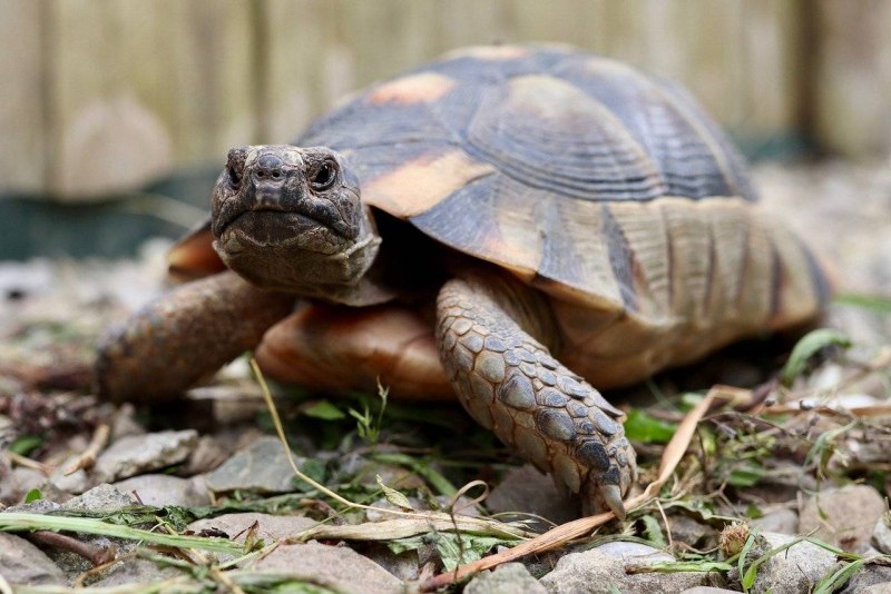Tortoise браузерная