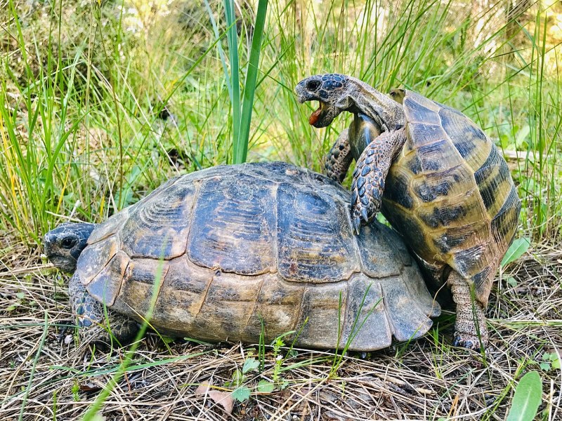 Средиземноморская черепаха Testudo Graeca