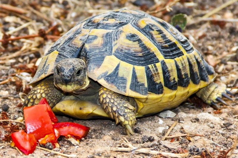 Средиземноморская Греческая черепаха. Testudo Graeca nikolskii