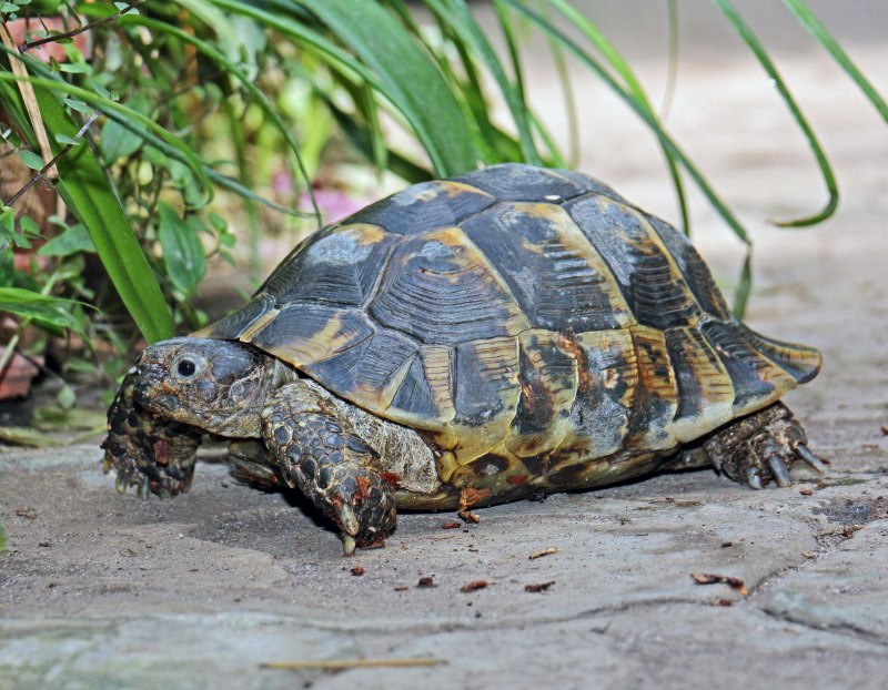 Средиземноморская черепаха Testudo Graeca
