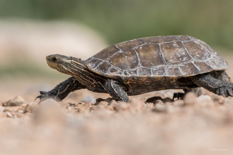 Testudo Graeca Nabeulensis