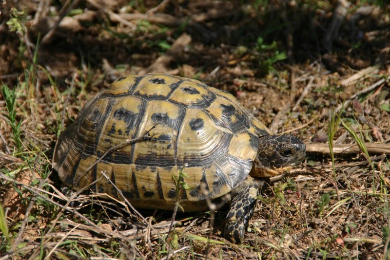 Testudo Graeca