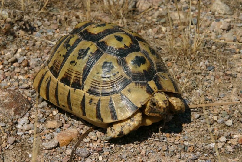 Средиземноморская черепаха Testudo Graeca