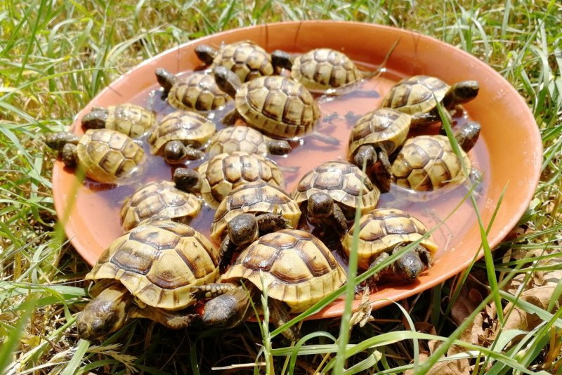 Черепаха Testudo