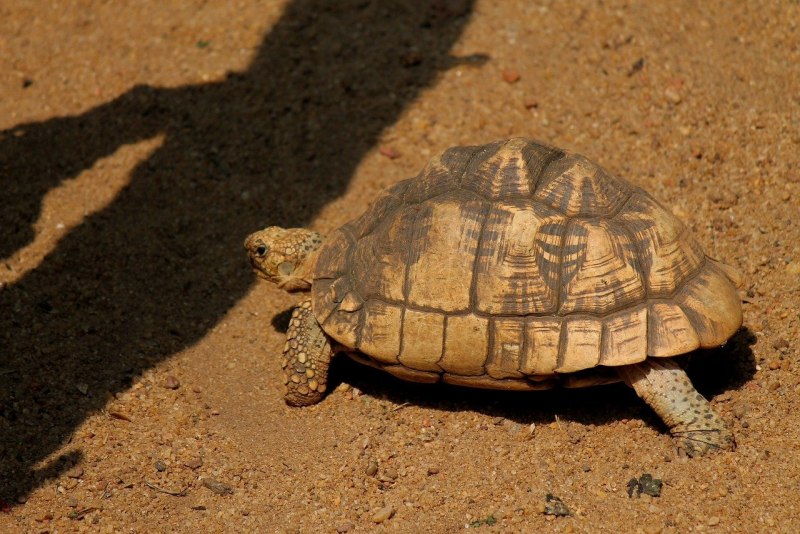 Testudo Hermanni