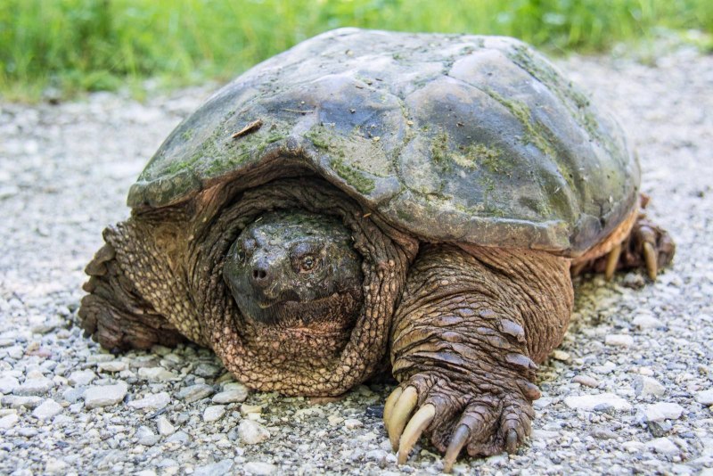Testudo horsfieldii