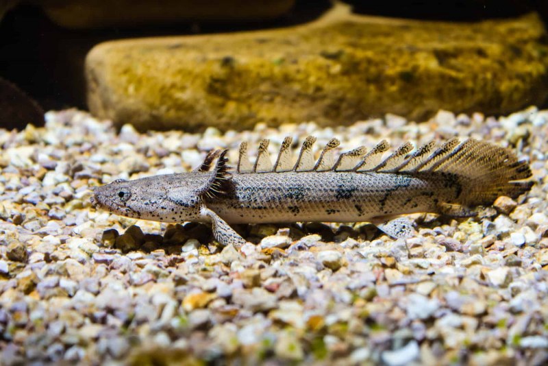 Полиптерус Сенегальский Polypterus senegalus
