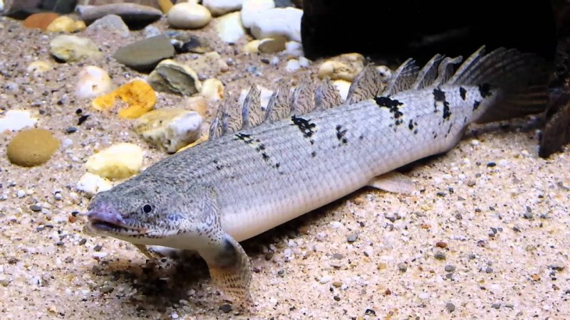 Полиптерус орнатипиннис (Polypterus ornatipinnis)