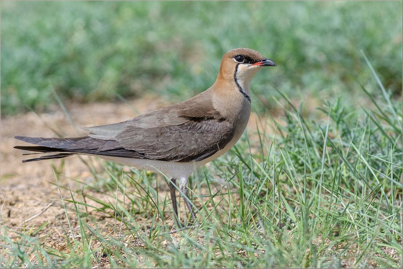 Glareola nordmanni