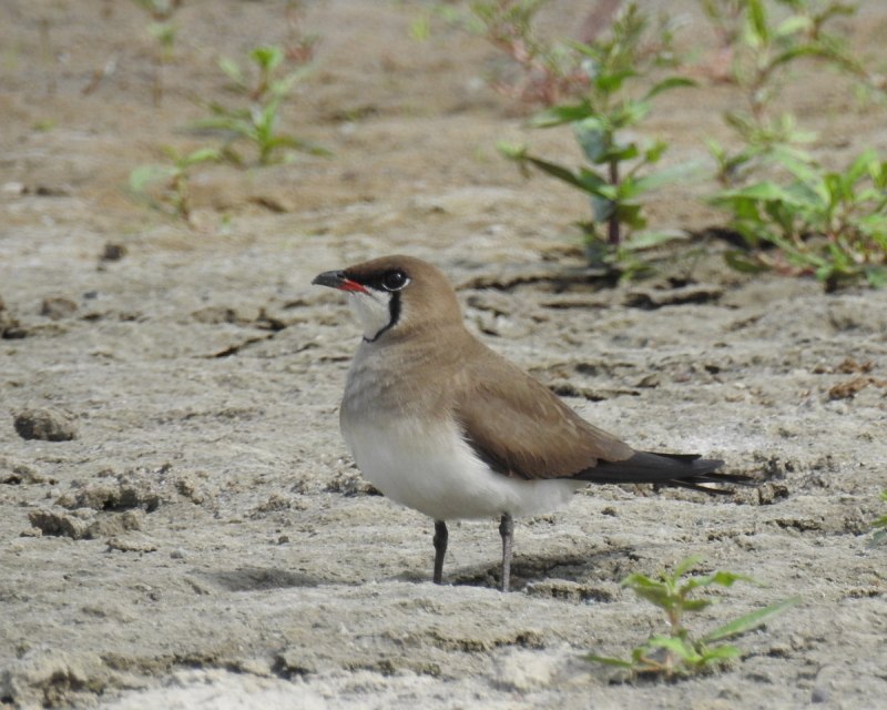 Australian Pratincole