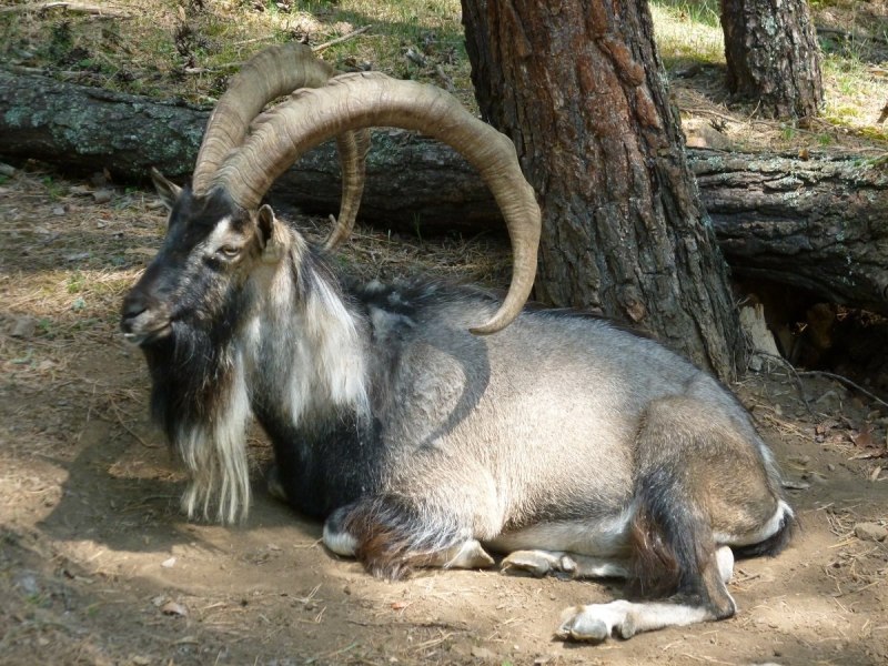 Эфиопский горный козел