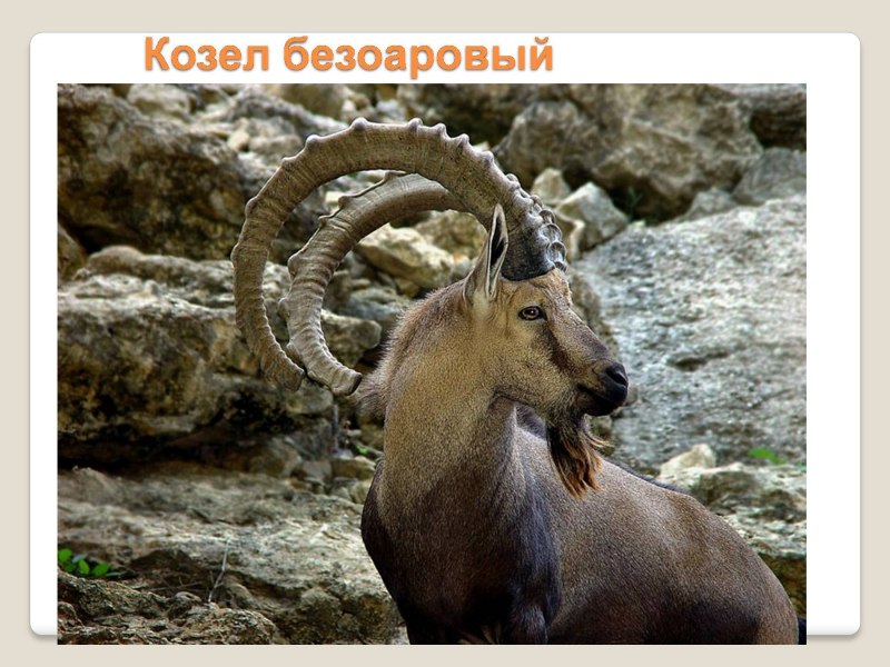 Безоаровый козёл фото