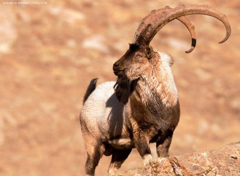 Walia Ibex