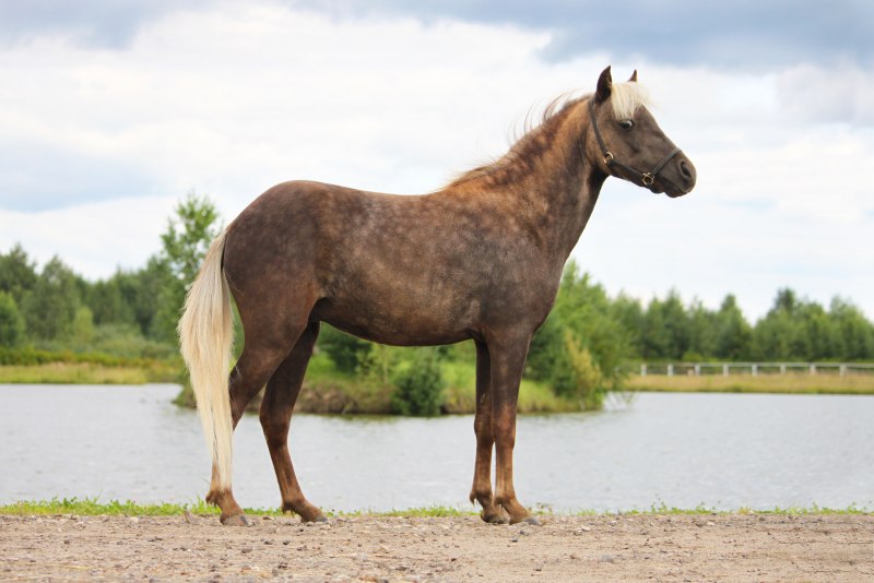 Классический пони