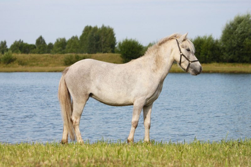 Классический пони