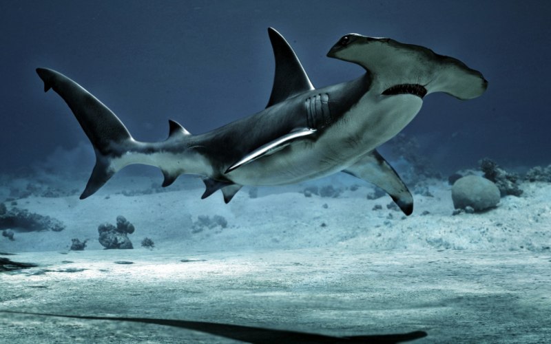 Sphyrna Zygaena