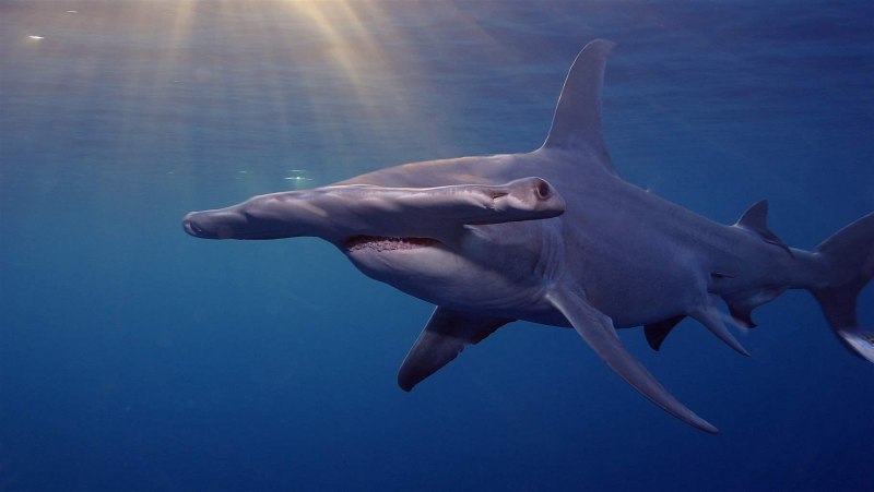 Sphyrna Zygaena