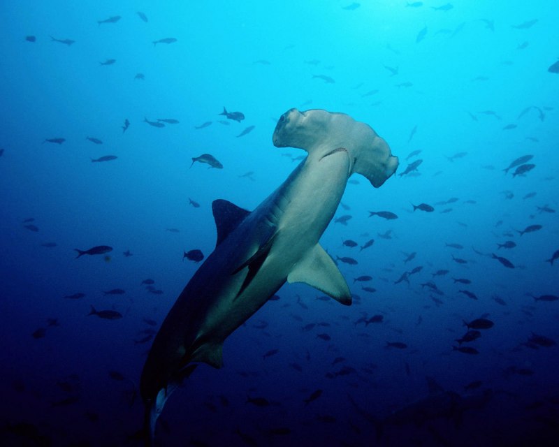 Sphyrna Zygaena