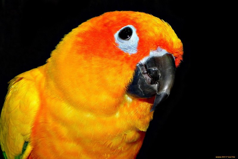 Jenday Conure