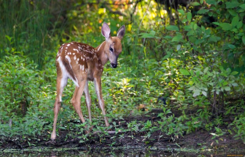 Fawn Reed