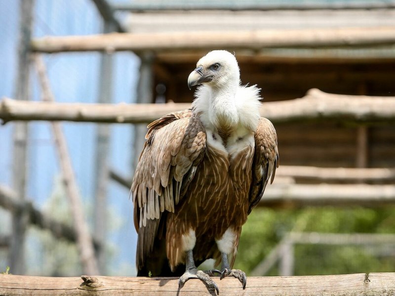 Gyps fulvus белоголовый СИП
