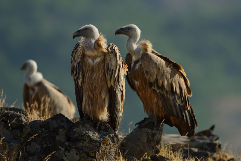Gyps fulvus-Griffon