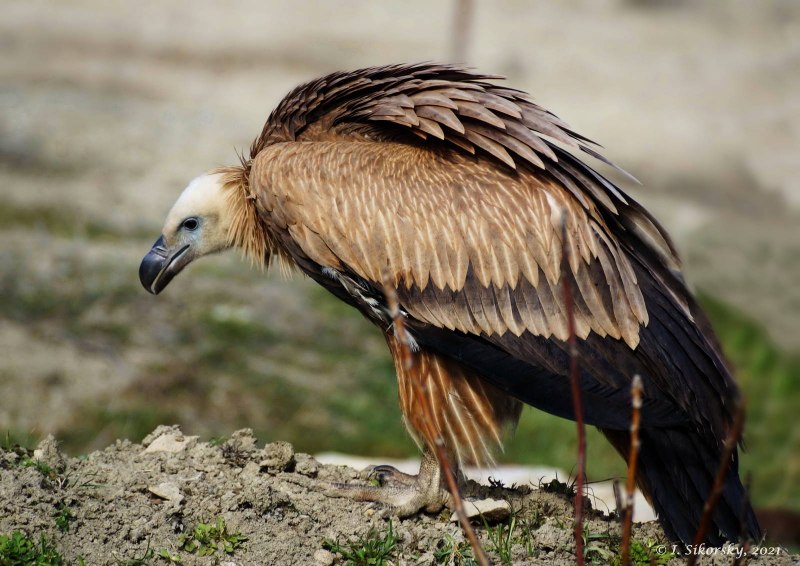 Gyps fulvus