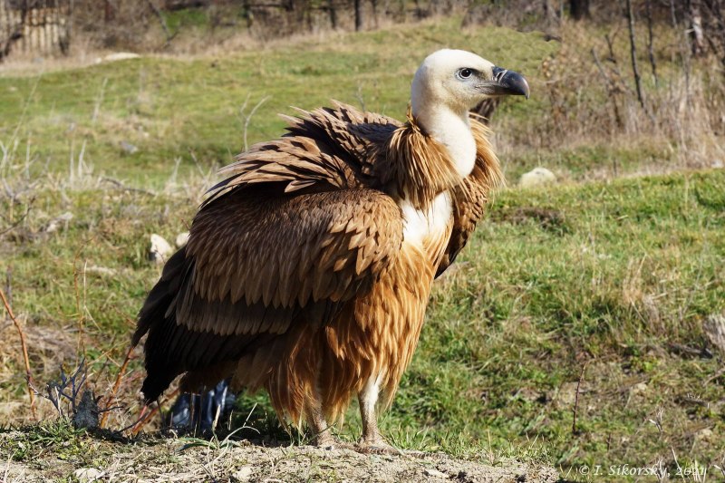 Gyps fulvus