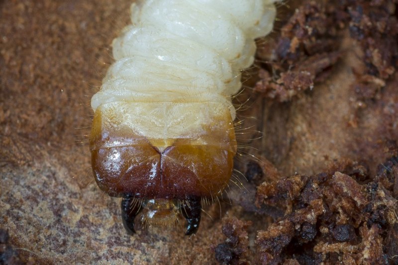 Monochamus galloprovincialis личинка