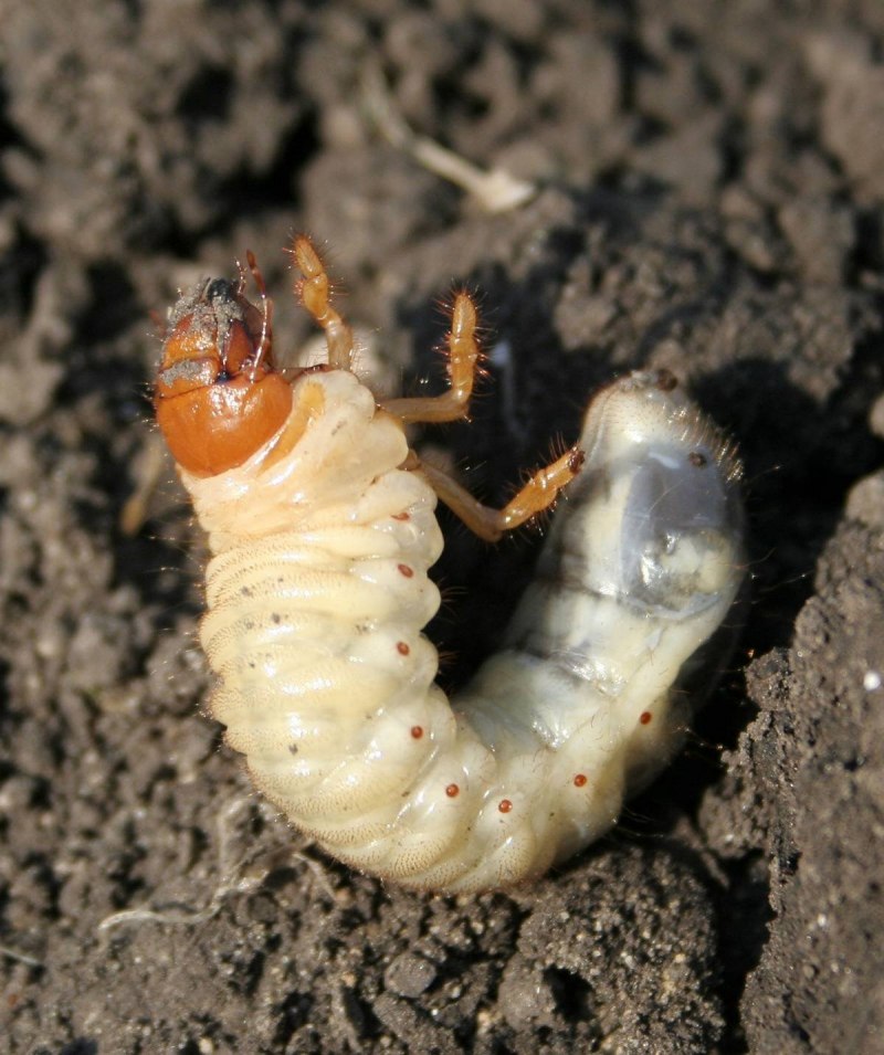 Cossus cossus гусеница