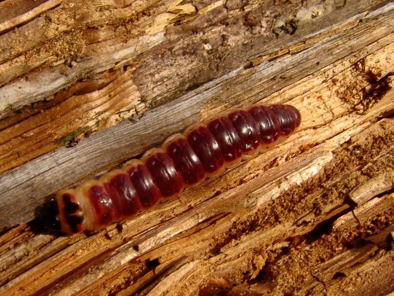 Личинки большой восковой моли Galleria mellonella