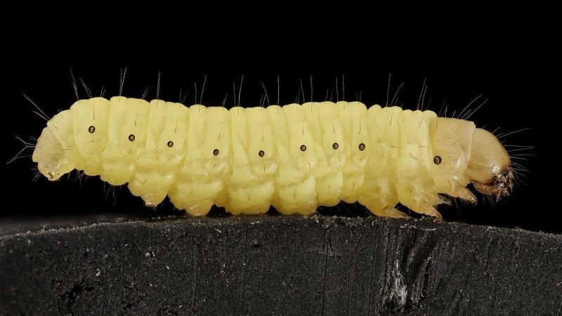 Жук личинка Pupa