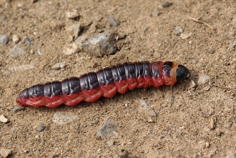 Cossus cossus гусеница