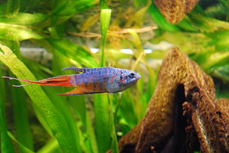 Лялиус (Trichogaster lalius)