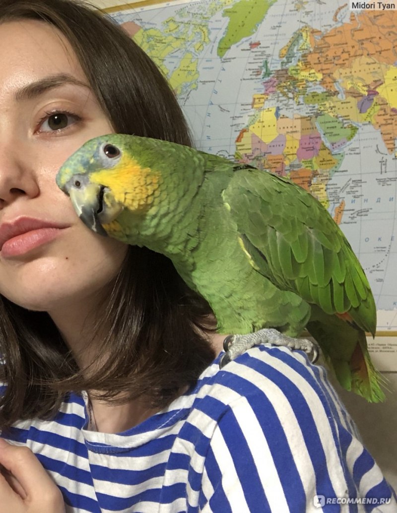 Венесуэльская Амазонка попугай